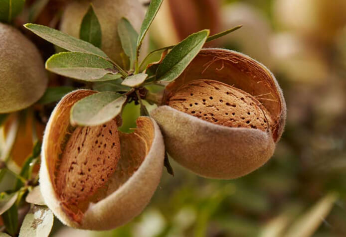 Almond Fruit on the Tree