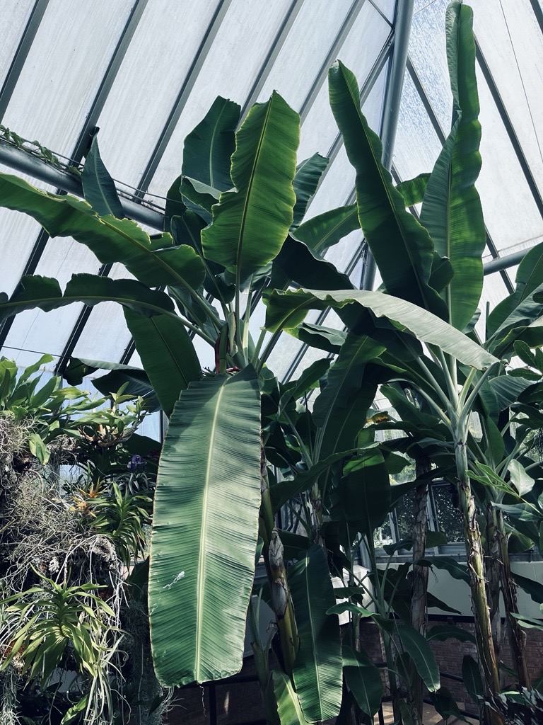 Banana Plant