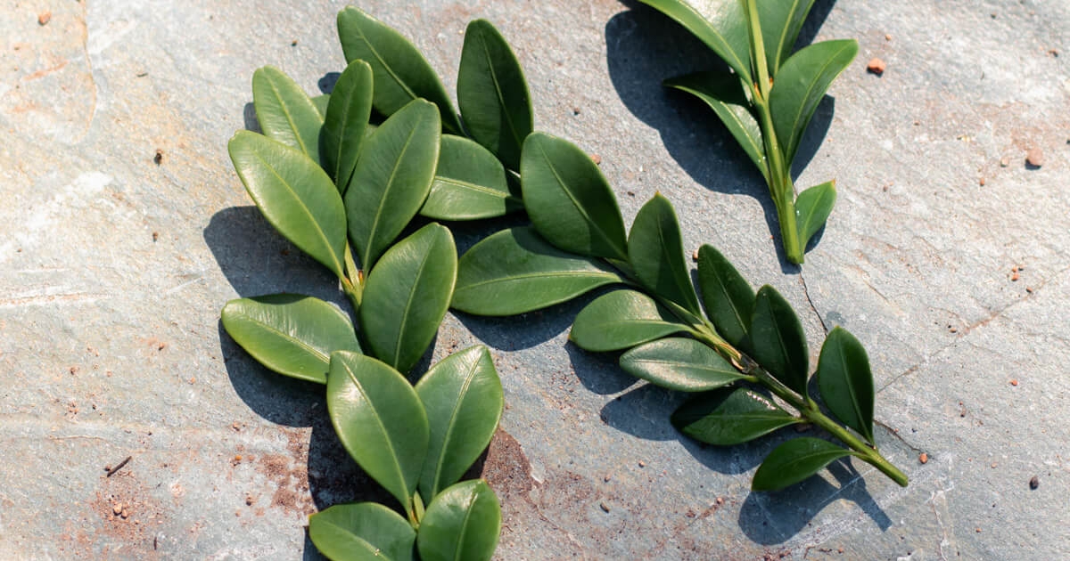 Boxwood Twigs