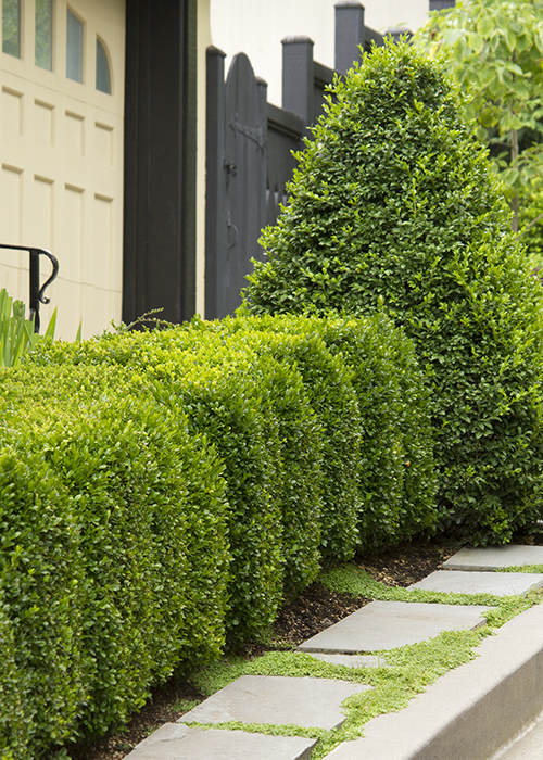 Boxwoods in the Landscape