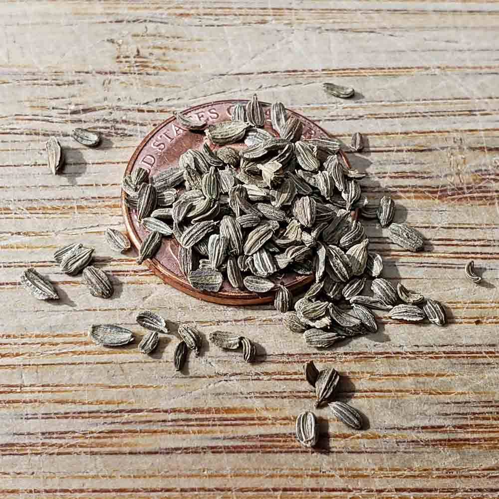 Carrot Seed