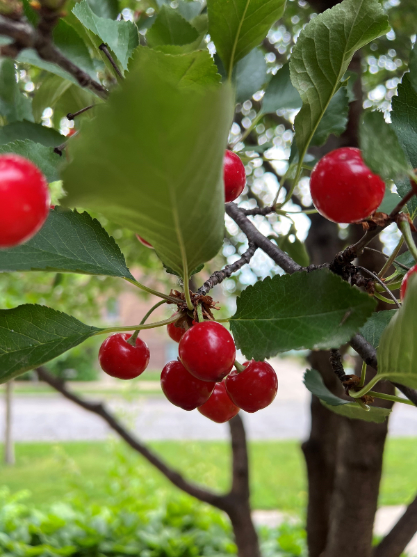 Cherry Fruit