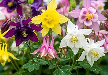 Columbine Flowers