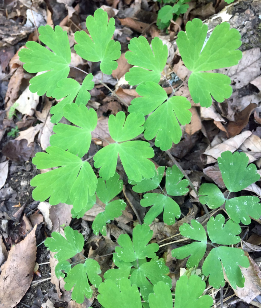 Columbine Foliage