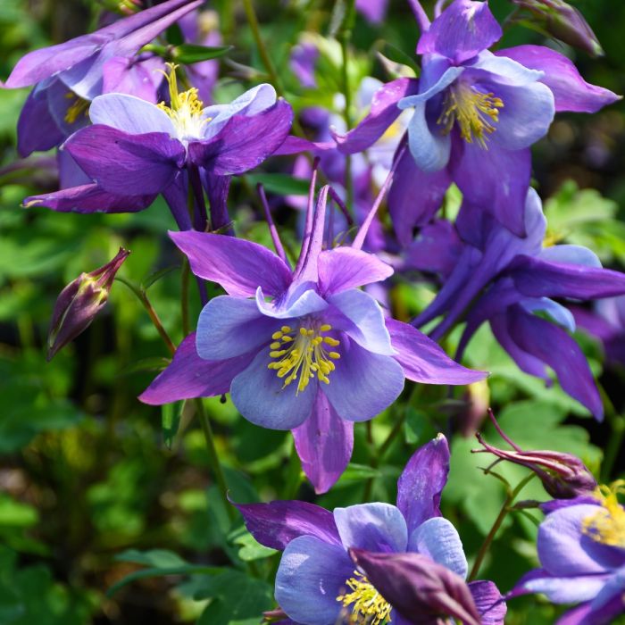 Columbine Flowers