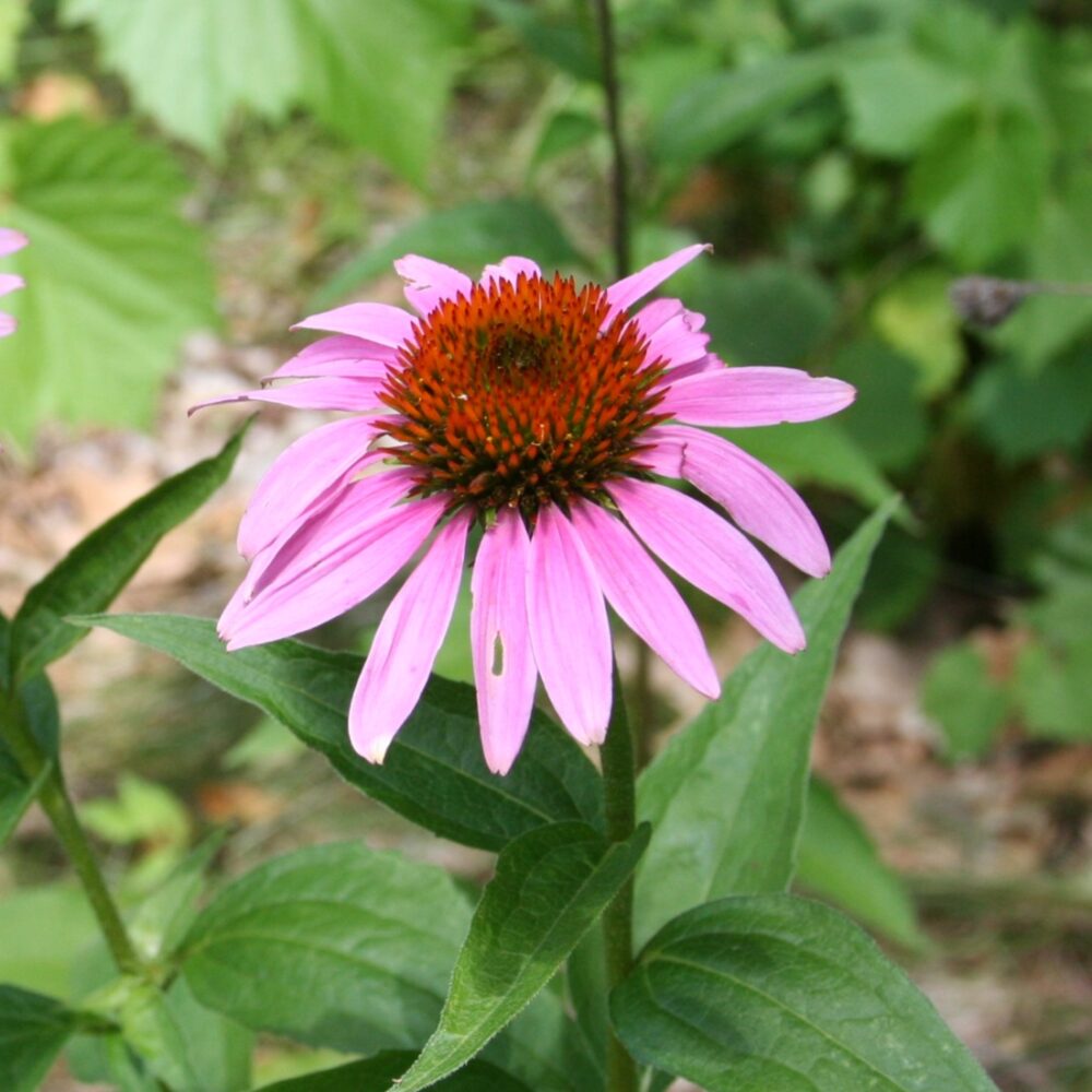 Coneflower Flower