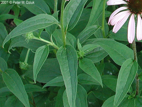 Coneflower Leaves