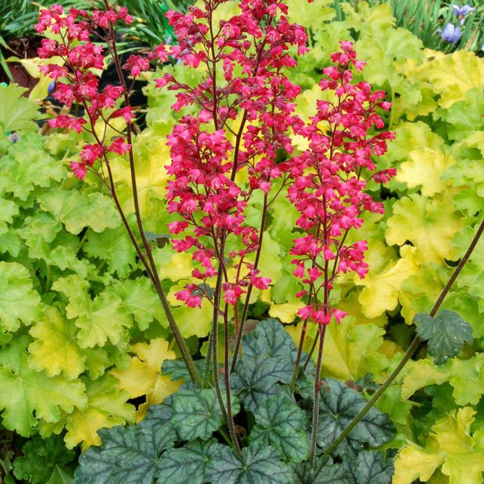 Coralbells Flowers