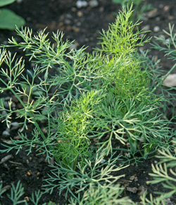 Dill Foliage