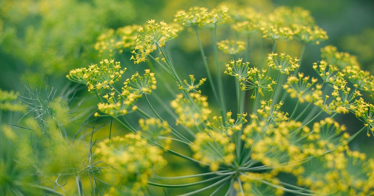 Dill Flower
