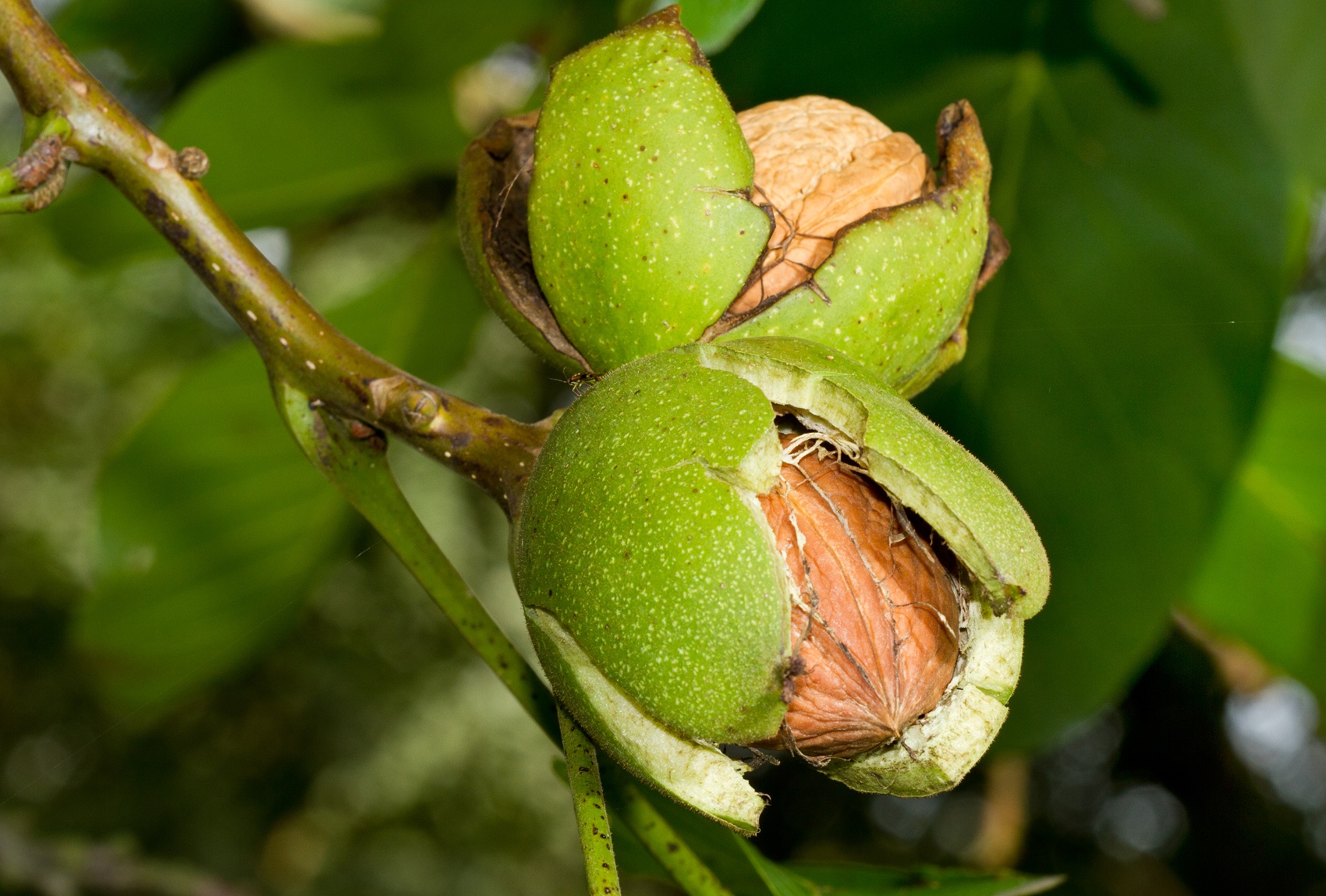 English Walnut on the Tree