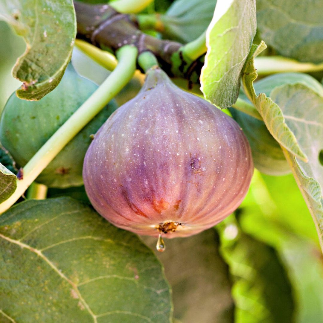 Fig Fruit