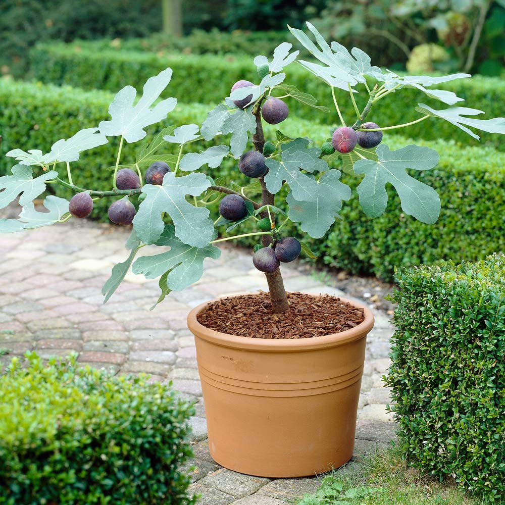 Fig Foliage
