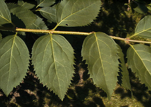 Forsythia Leaves