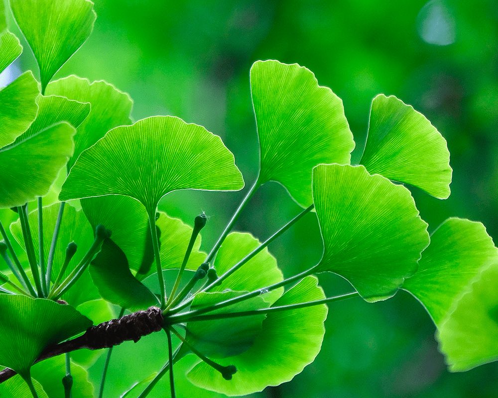 Ginkgo Leaf