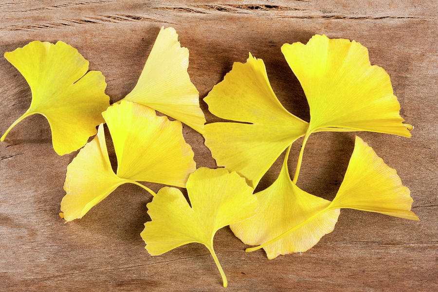 Ginkgo Fall Color