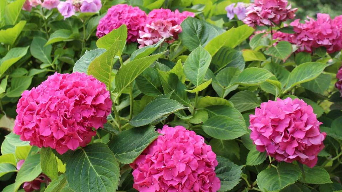 Hydrangea Flowers