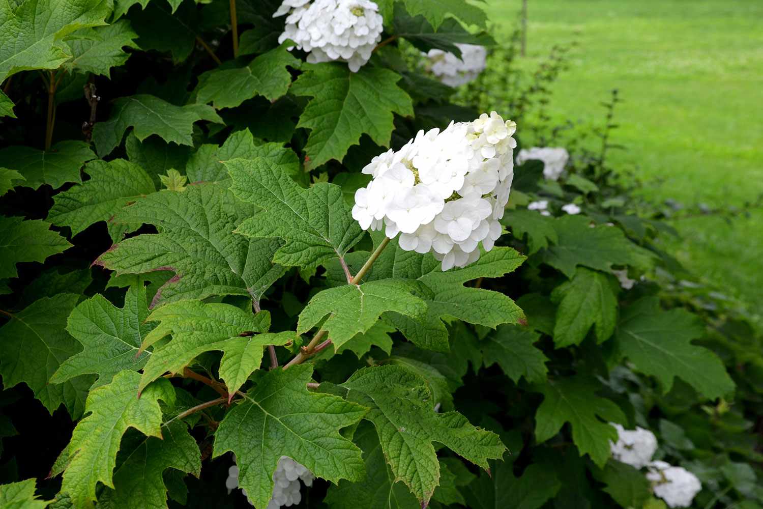 Hydrangea Leaves