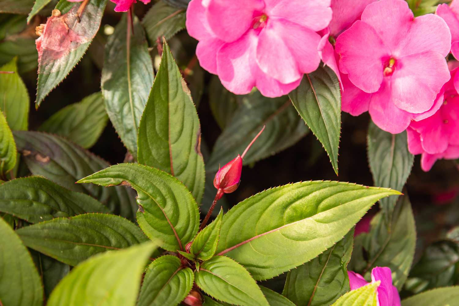Impatiens Foliage