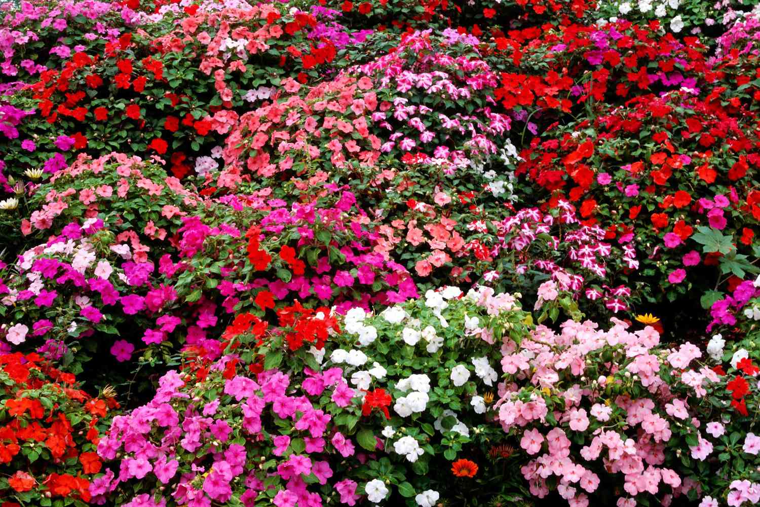 Impatiens Flowers