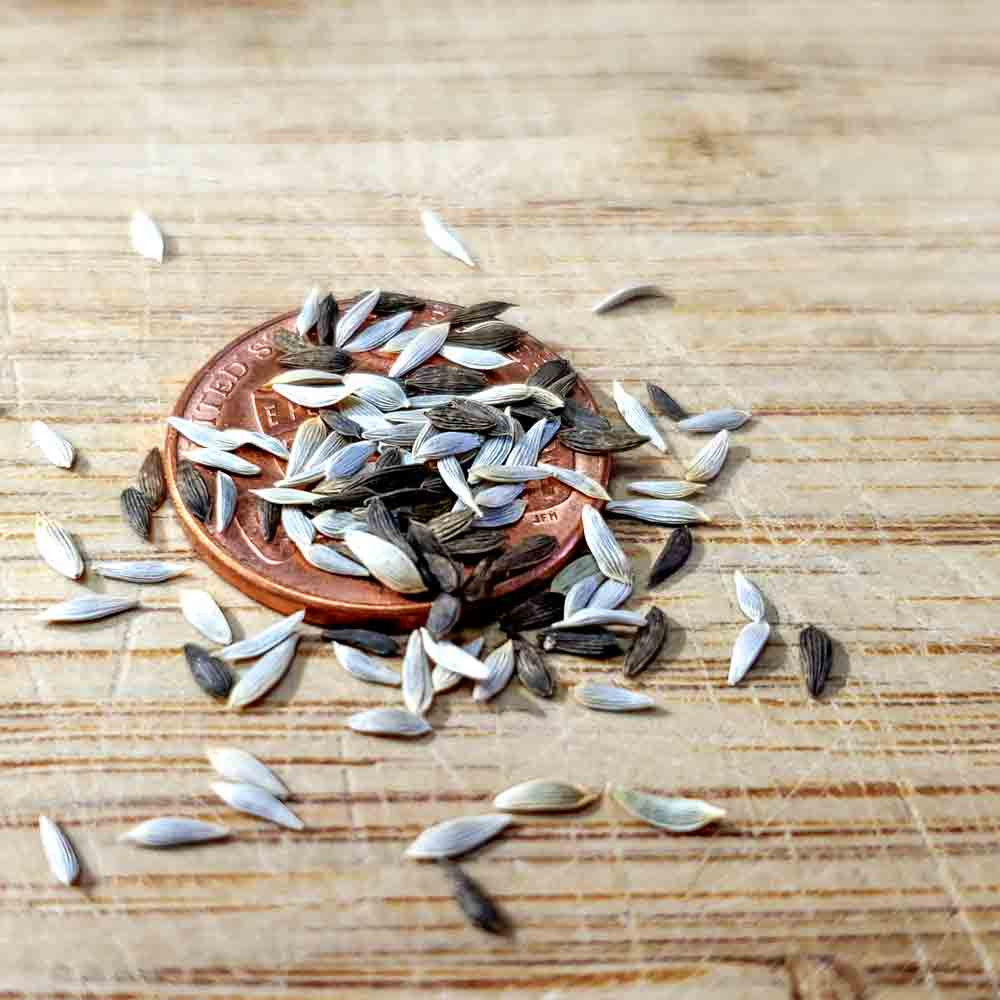 Lettuce Seed