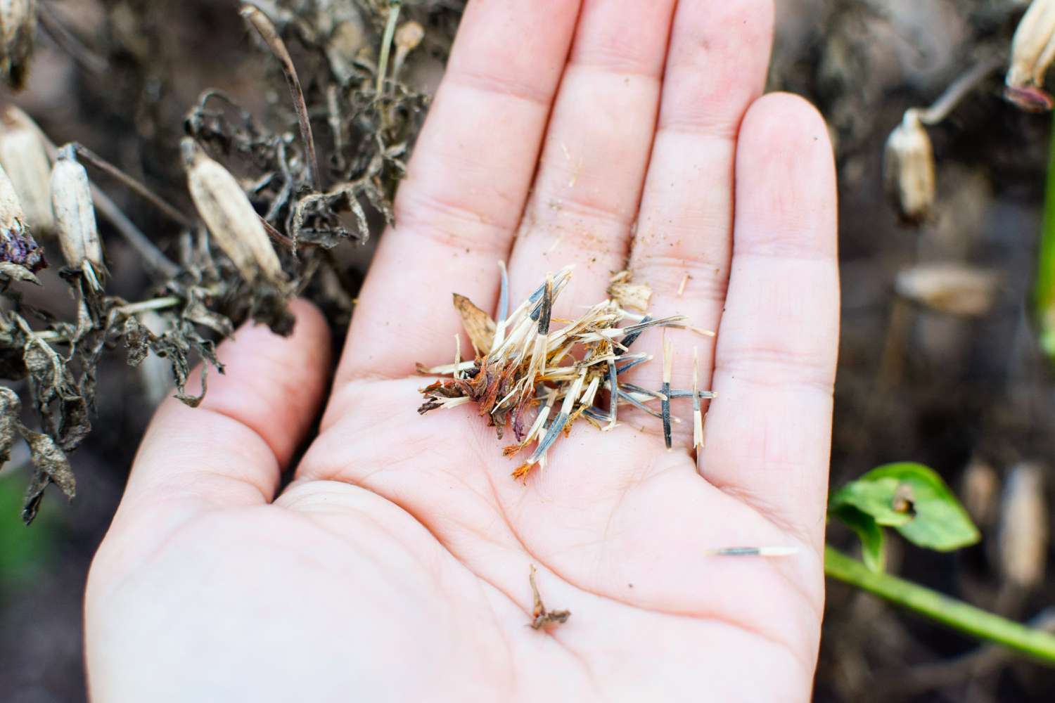 Marigold Seed