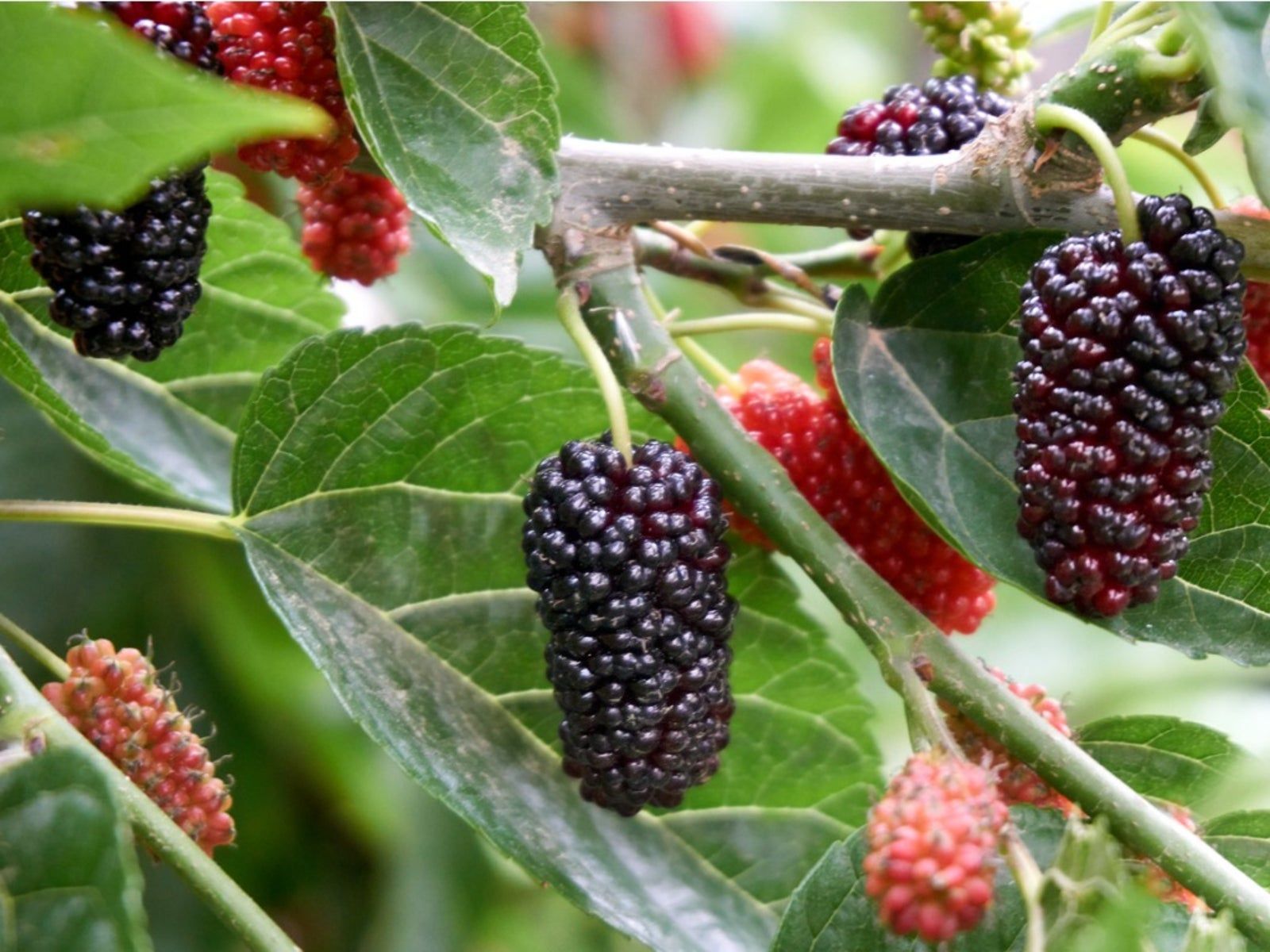 Mulberry Fruit