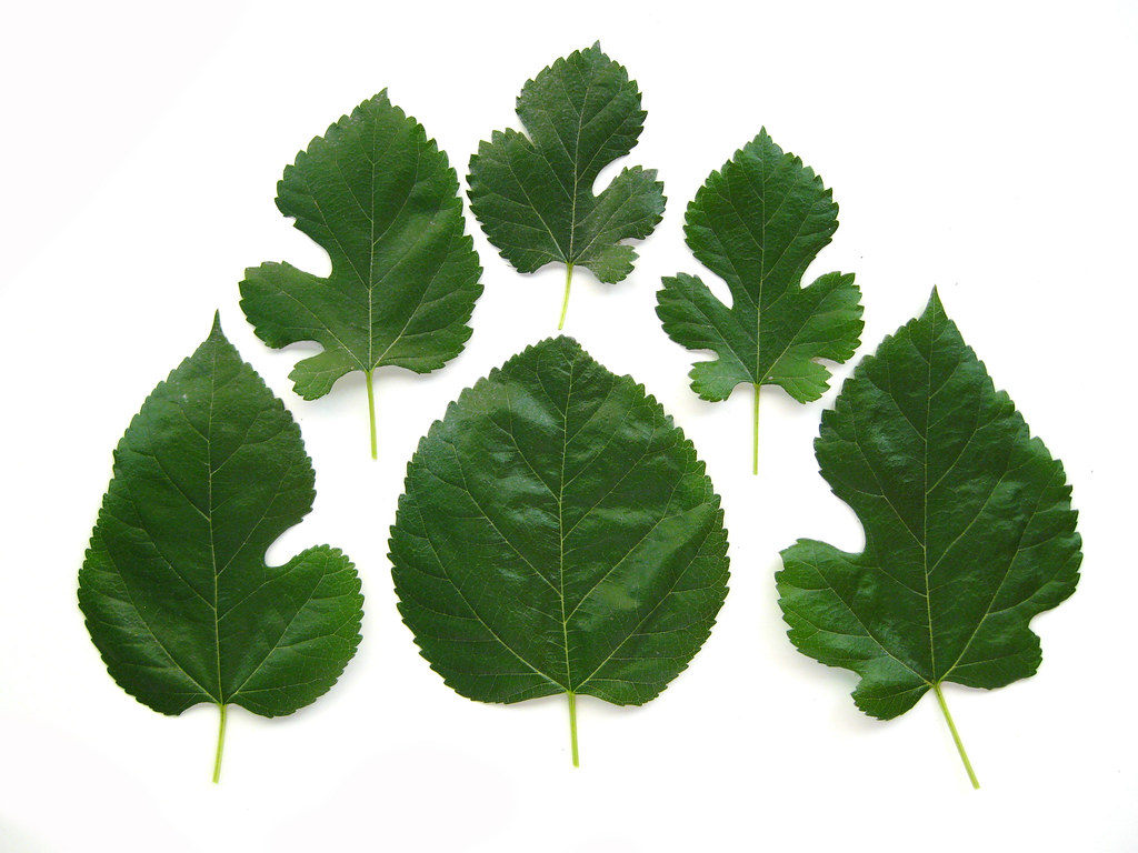 Mulberry Leaves
