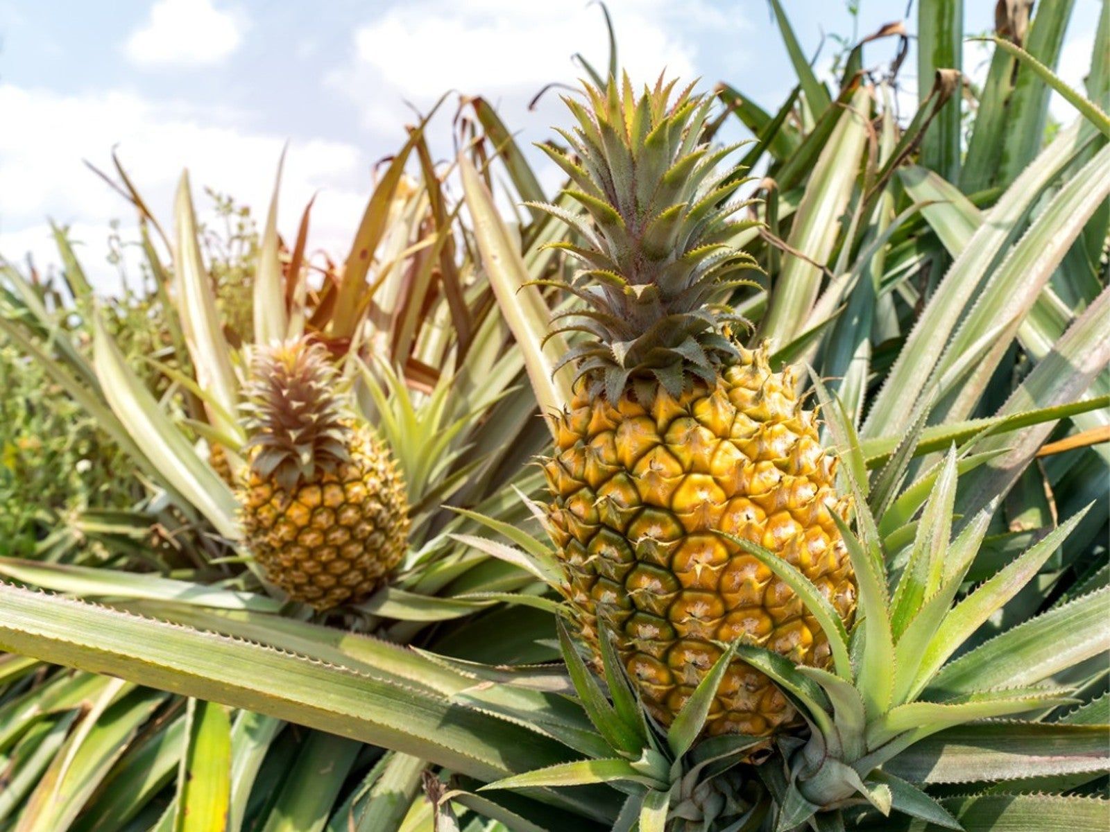 Pineapple Fruit