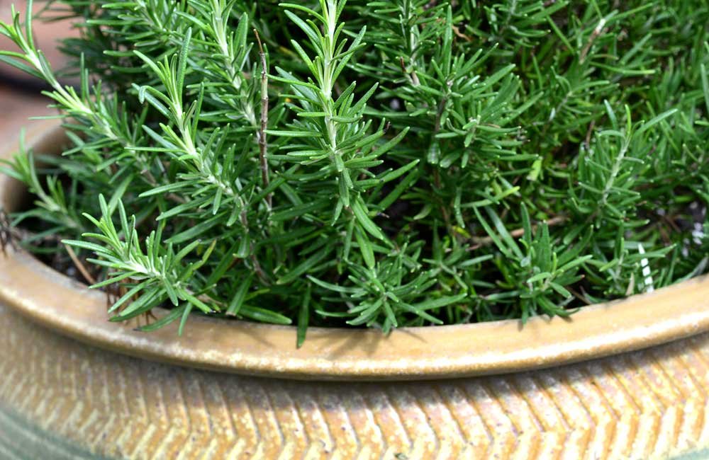 Rosemary
