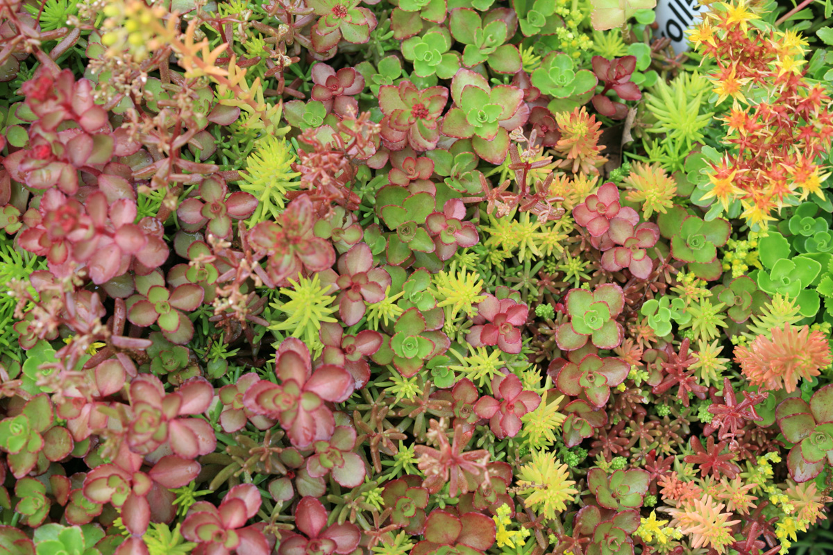 Mixed Sedum
