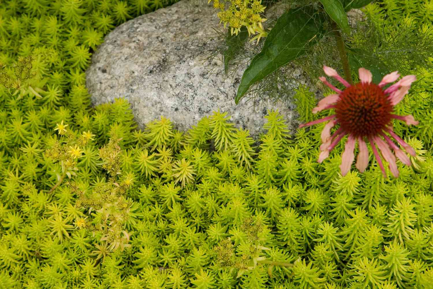 Sedum Foliage