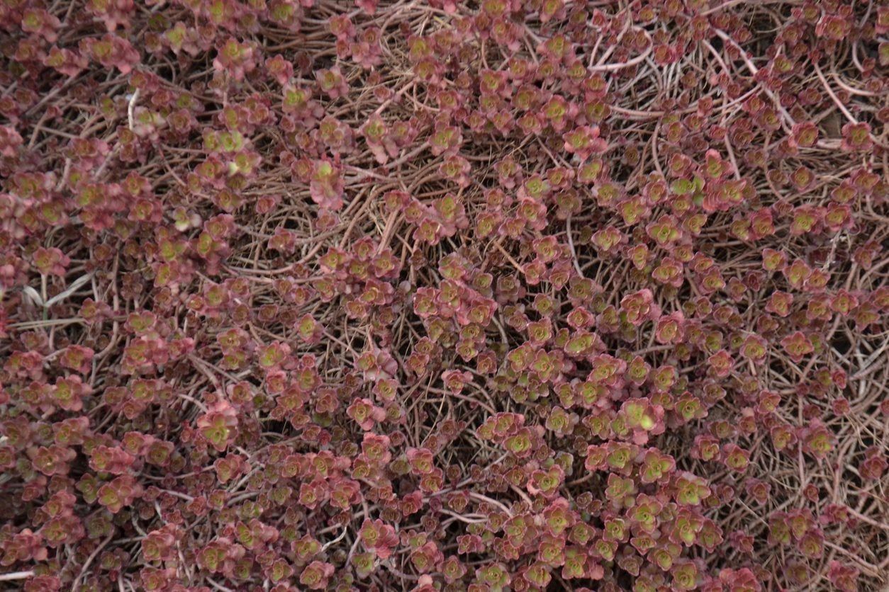 Sedum