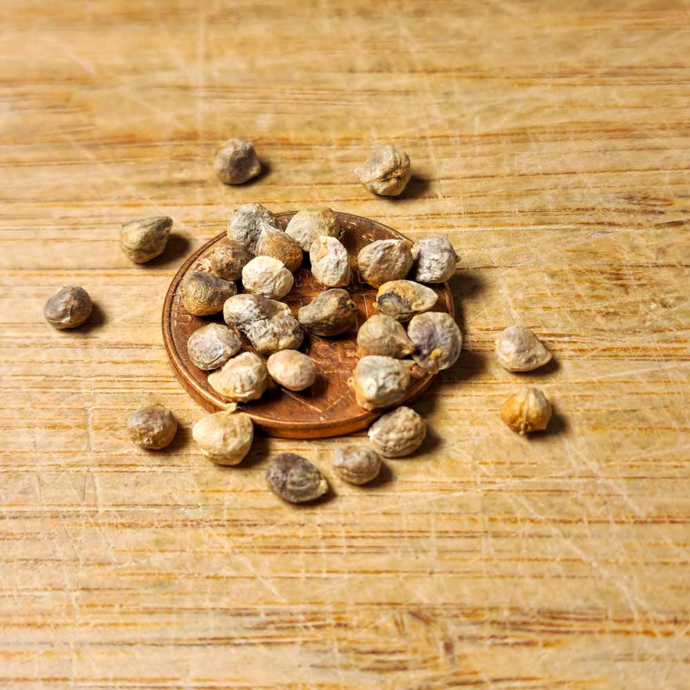 Spinach seed