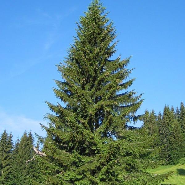Norway spruce