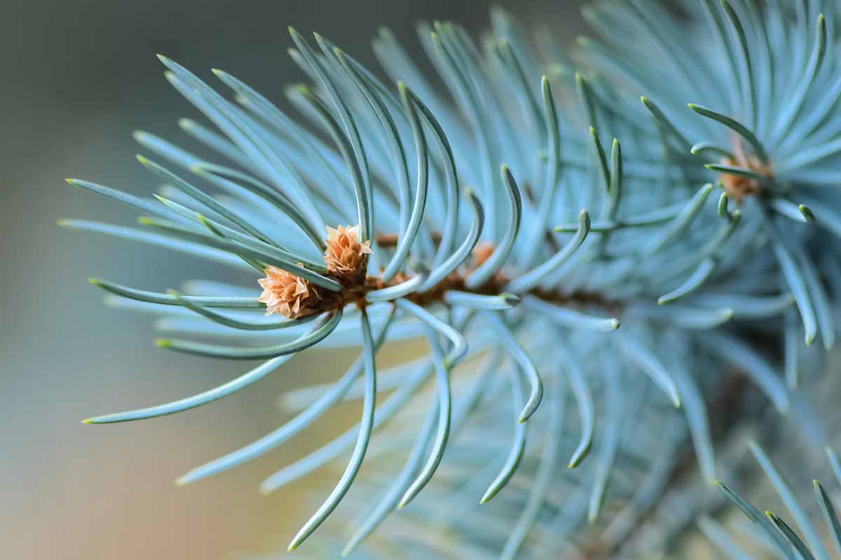 Spruce Foliage