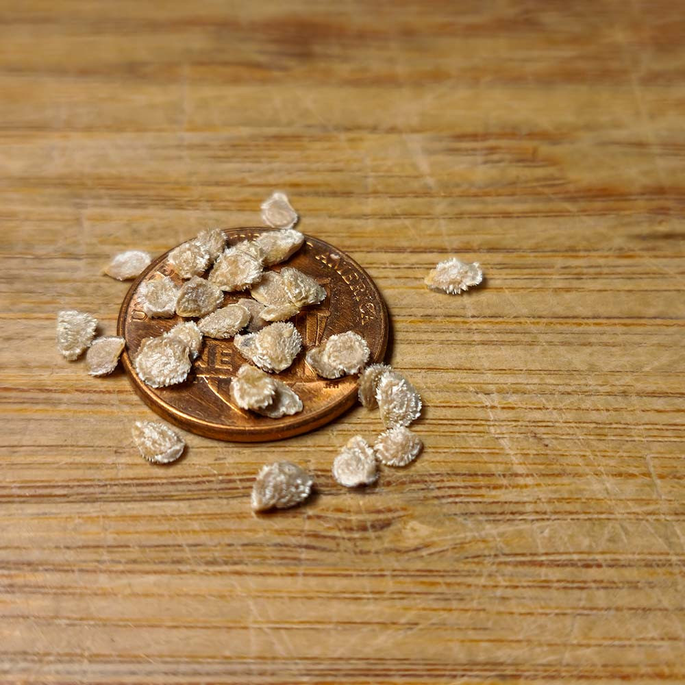 Tomato Seed