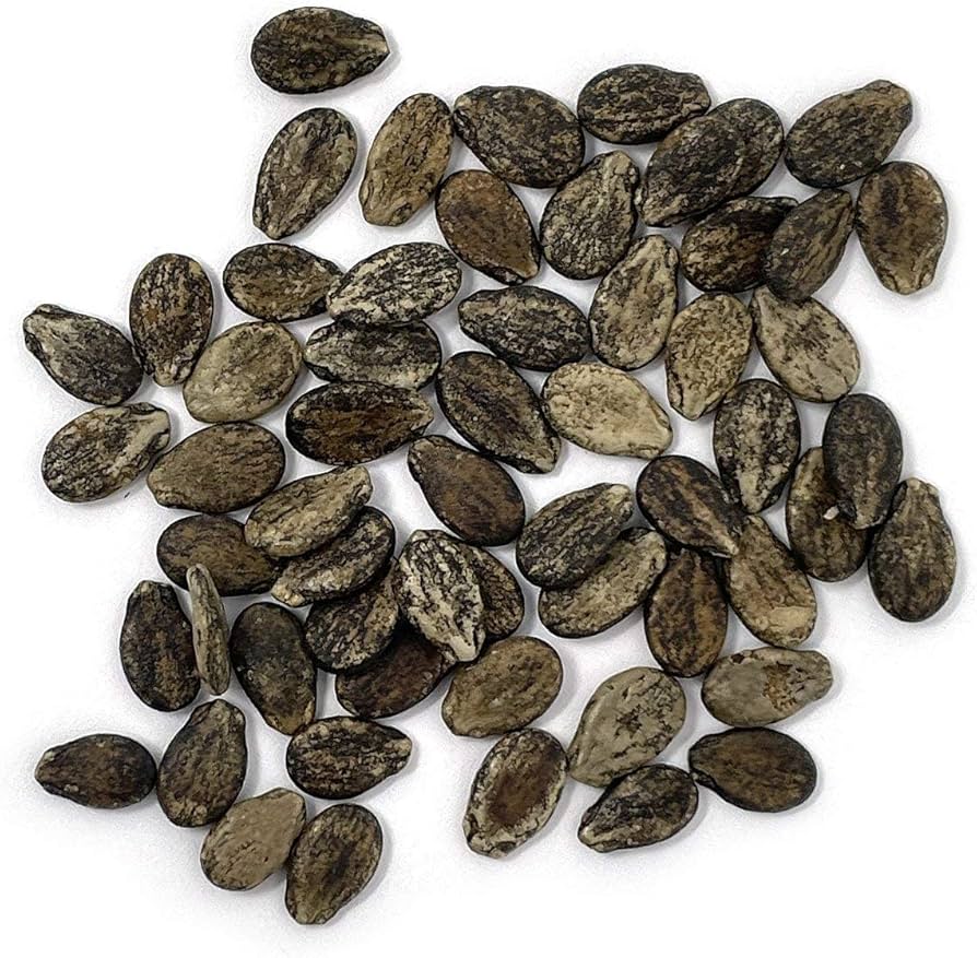 Watermelon Seed
