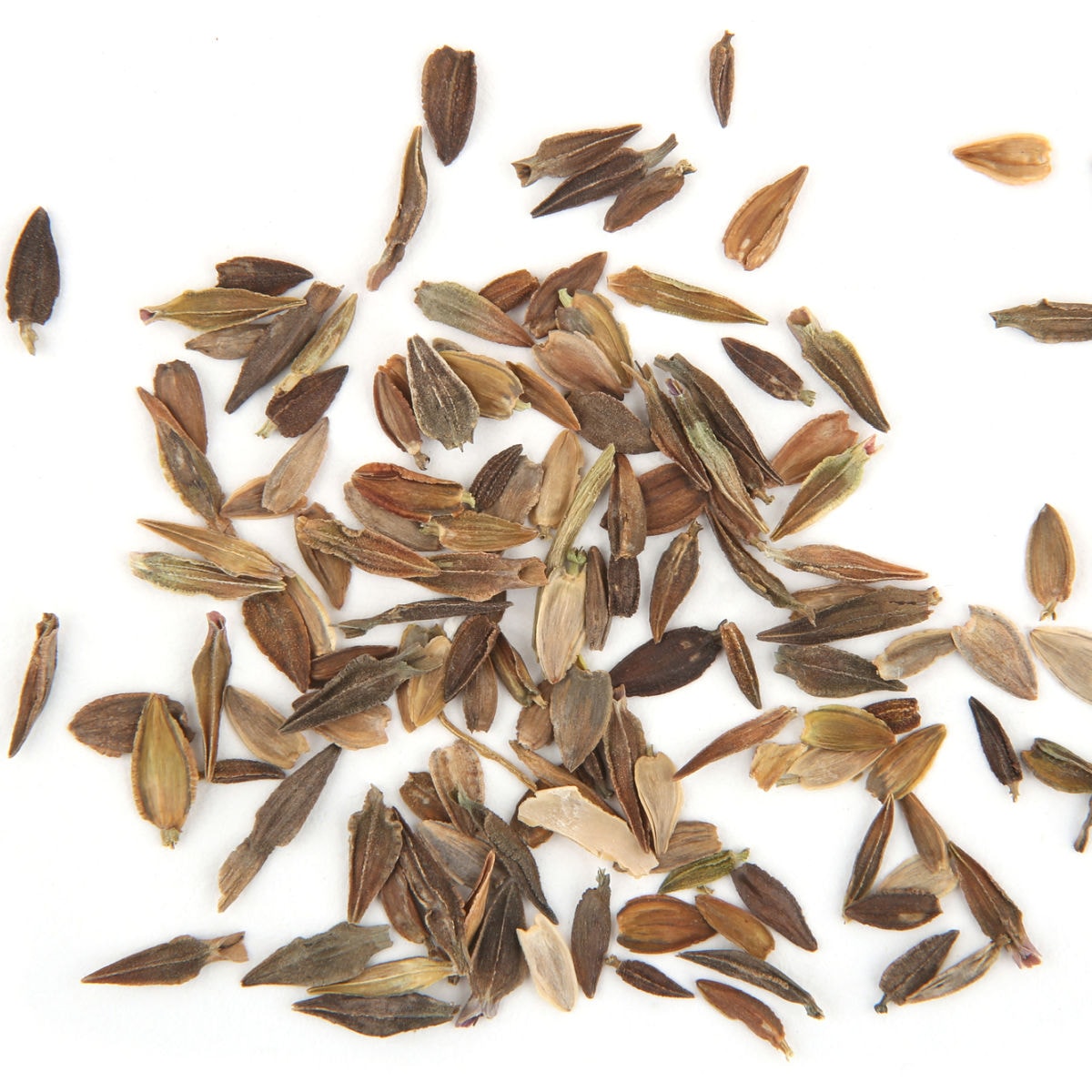 Zinnia Seed