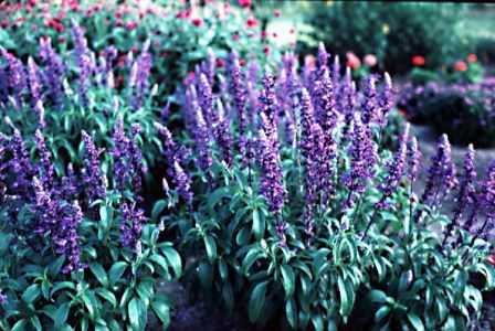 Salvia (Victoria)