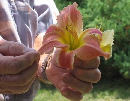 Daylily flower