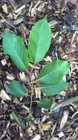 Persimmon foliage