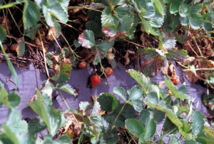 strawberry plants