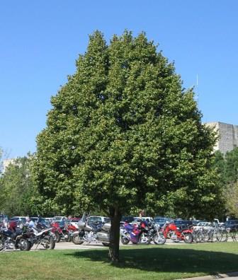 Linden tree