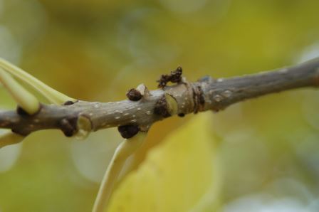 Ash stem and bud scar