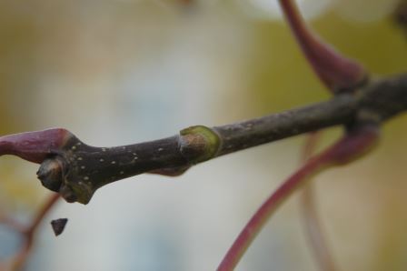 Ash stem and bud scar
