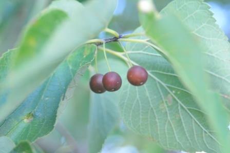 Hackberry seeds