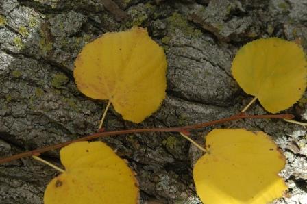 Linden foliage (fall color)