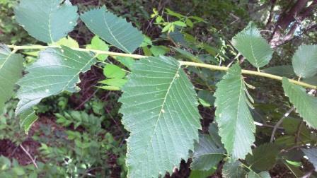Elm foliage